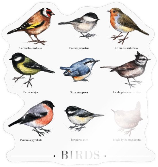 Vintage Vogels Sticker maat S (10 x 10 cm)