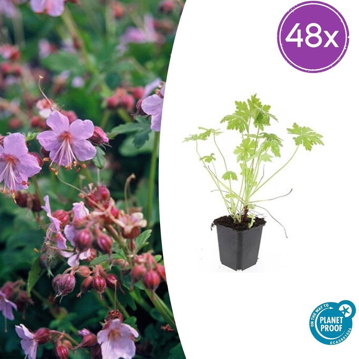 Trendyplants - Geranium macrorrhizum - 48 stuks - Ooievaarsbek - Winterhard - Hoogte 10-30 cm - Potmaat Ø9cm
