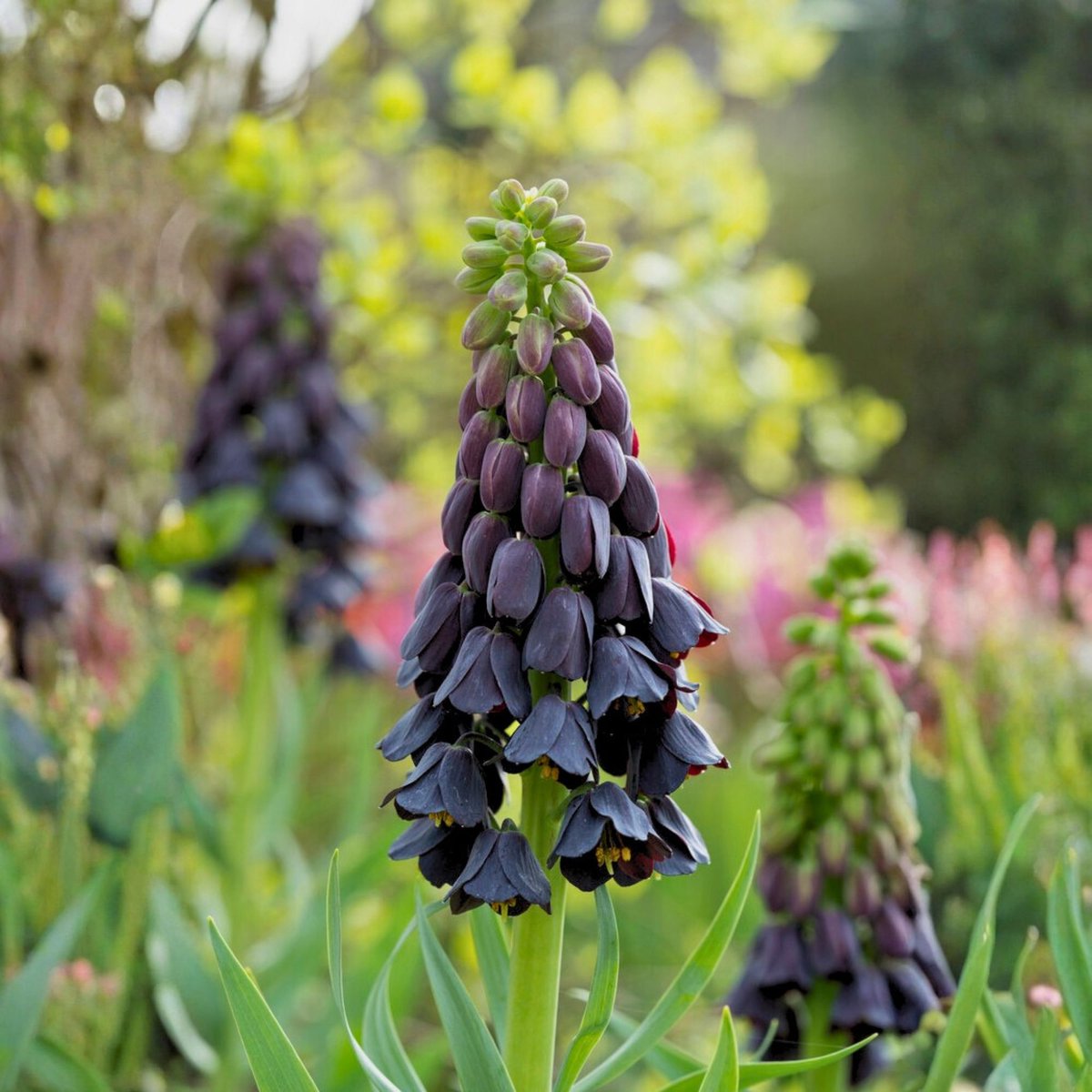 Kieuwtulp (Fritillaria) - Persica - Keizerskroon (Grootverpakking) - Bijen-Vlinders - Snijbloemen - Voorjaarsbollen - bloeit in April / Mei
