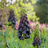 Kieuwtulp (Fritillaria) - Persica - Keizerskroon (Grootverpakking) - Bijen-Vlinders - Snijbloemen - Voorjaarsbollen - bloeit in April / Mei