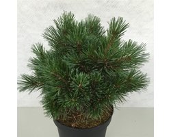 Pinus strobus 'Krüger's Lilliput' - Den | 30-40 cm pot