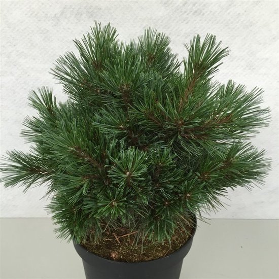 Een jonge 'Krüger's Lilliput' dennenboom in een zwarte pot, met dichte, donkergroene naalden.
