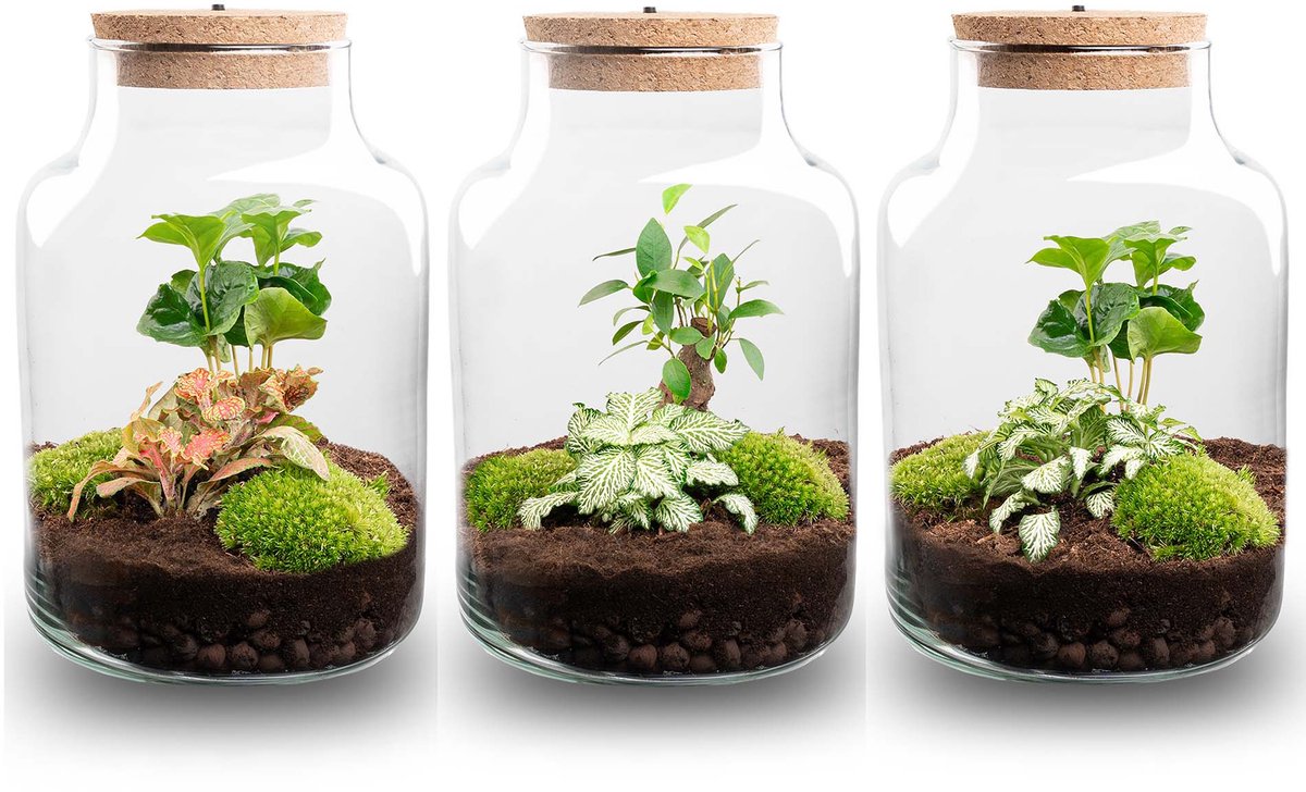 Little Milky - Planten Terrarium met licht - Koffieplant + Fittonia - DIY kit - Ecosysteem plant - Ø 17 cm ↑ 25 cm