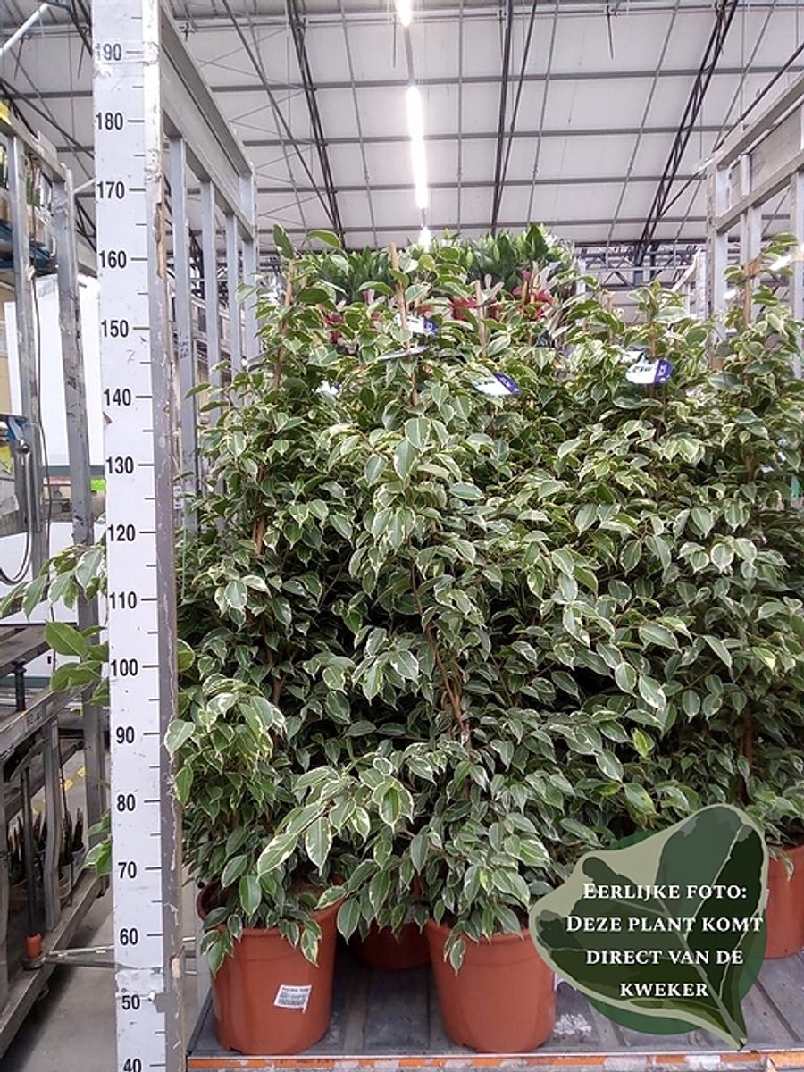 Ficus benja. 'Golden King' - Hoogte 140cm - Potmaat 27cm - Luchtzuiverende Kamerplant - Plant binnen