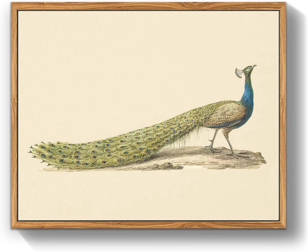 Stunq® Vintage Vogel Canvas Foto's met Lijst Hout, 30 x 40 cm Muur Foto's Woonkamer Blauwe Pauw Foto Esthetiek, Dieren Illustratie Muurdecoratie Slaapkamer Badkamer Kantoor Kamer