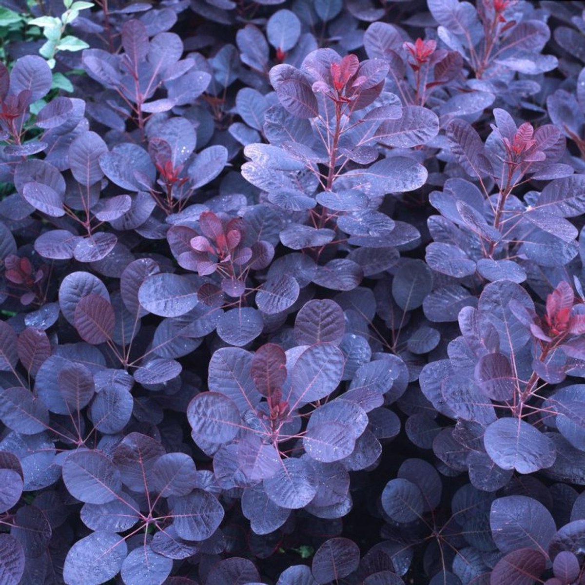 Plants Online BV - Planten - Tuinplanten - Heesters - Set van 1 - Pruikenboom 'Royal Purple'
