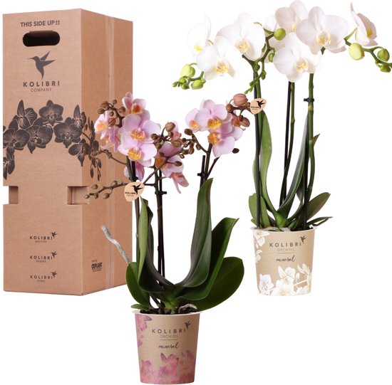 Kolibri Orchids - Surprise box mix - planten voordeel box - verrassingsbox met 2 verschillende orchideeën Ø9cm - vers van de kweker