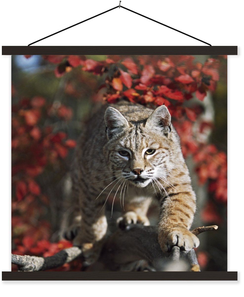 Posterhanger incl. Poster 40x40 cm - Schoolplaat - Lynx - Boomstam - Herfst - Textielposte