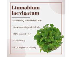 Zuid-Amerikaanse Waterplant Limnobium Laevigatum - Onderhoudsvriendelijke Zwemplant voor Aquaria