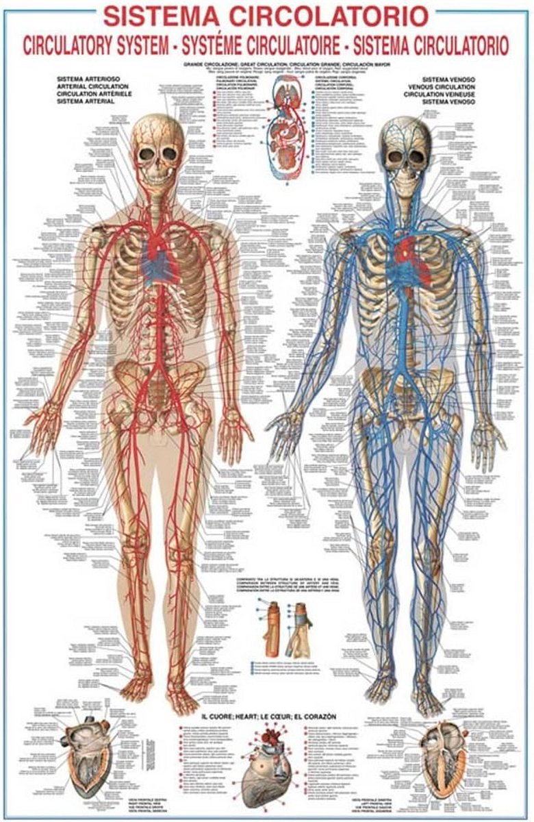 Anatomie Bloedsomloop Poster - Educatieve Weergave van het Veneuze Systeem (68x98 cm)