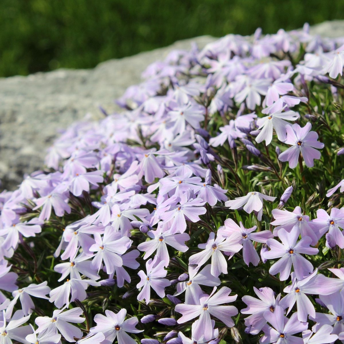 Phlox 'Emerald Cushion Blue' (Phlox sub. Emerald Cushion Blue) - 6x - Kruipende Vlambloem Emerald Cushion Blue - Phlox