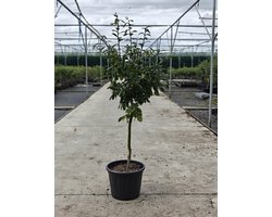 Mespilus germanicus 'Notthingham' - Oude Mispelboom - Onderstam Kwee A - 45L pot - ca. 2m