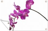 Tuinposter - Tuindoek - Tuinposters buiten - Orchidee tegen witte achtergrond - 120x80 cm - Tuin