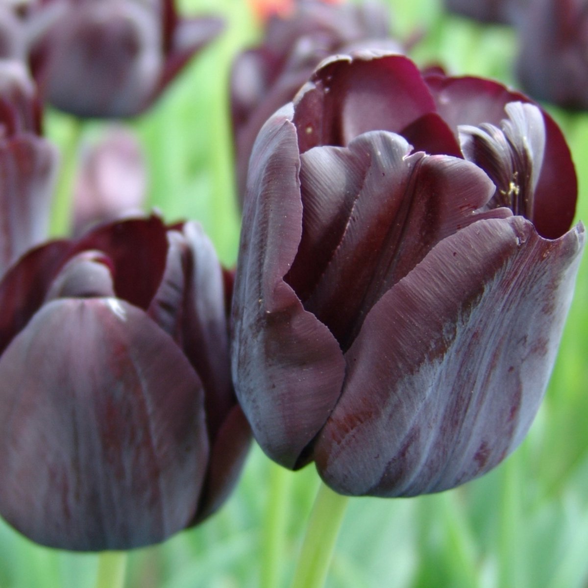 Tulp Paul Scherer | 10 stuks | Zwart | Paars | Tulpenbollen