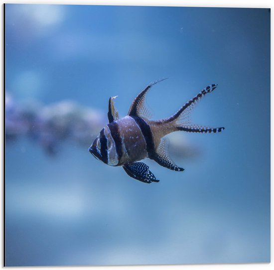 WallClassics - Dibond - Mooie Pterapogon kauderni Vis - 50x50 cm Foto op Aluminium (Met Ophangsysteem)