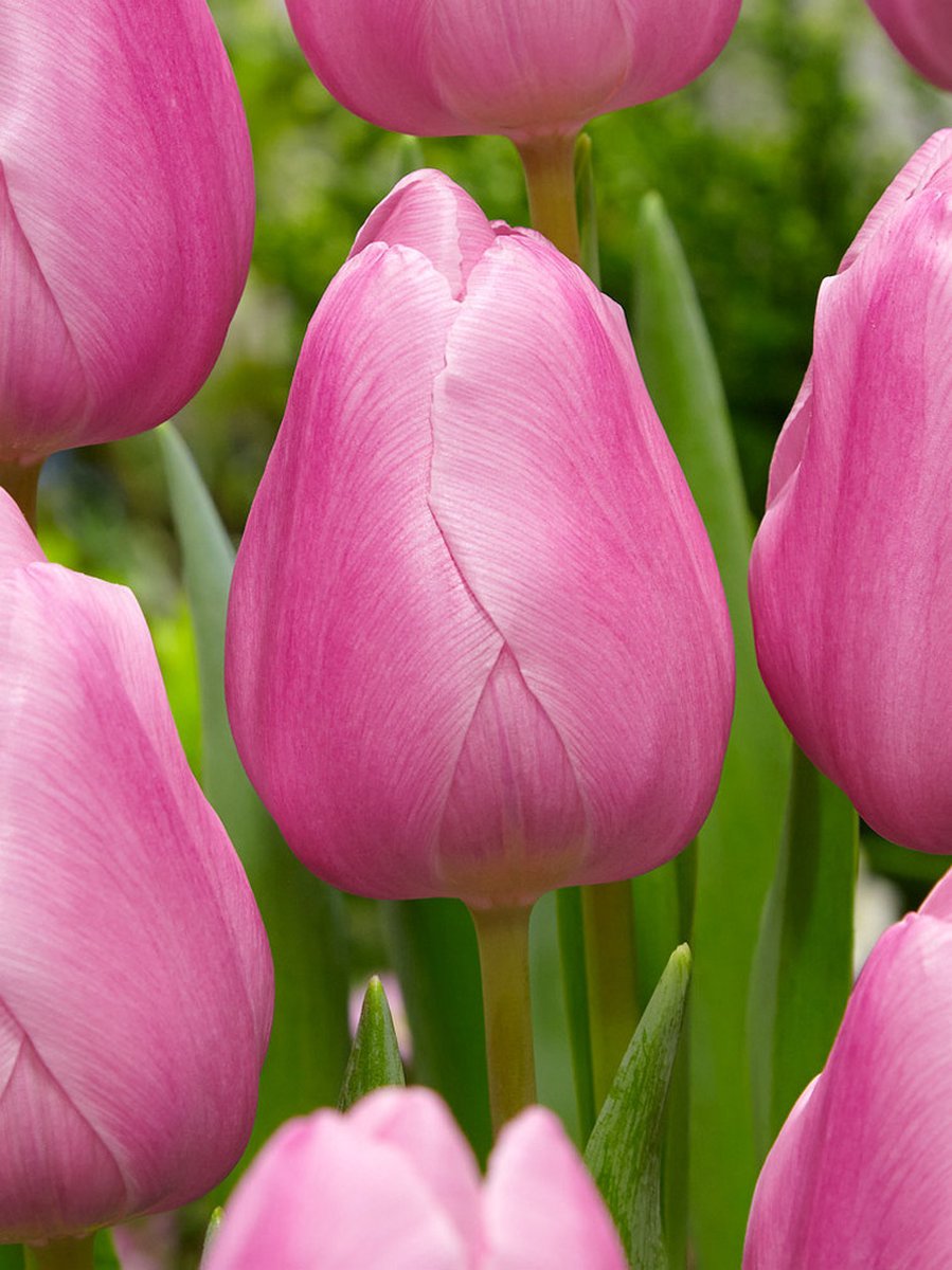 250x Tulpen 'Aafke' - BULBi® Bloembollen met bloeigarantie