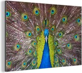 Mâle paon exhibe ses plumes rouges Aluminium 120x80 cm - Tirage photo sur aluminium (décoration murale métal)