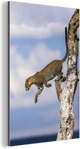 Jumping leopard Aluminium 20x30 cm - petit - Tirage photo sur Aluminium (décoration murale métal)