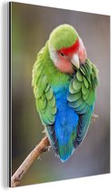 Waxing Lovebird Aluminium 20x30 cm - petit - Tirage photo sur aluminium (décoration murale métal)