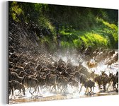 Wanddecoratie Metaal - Aluminium Schilderij Industrieel - Leeuw jaagt op wilde dieren in het Nationaal park Serengeti - 60x40 cm - Dibond - Foto op aluminium - Industriële muurdecoratie - Voor de woonkamer/slaapkamer