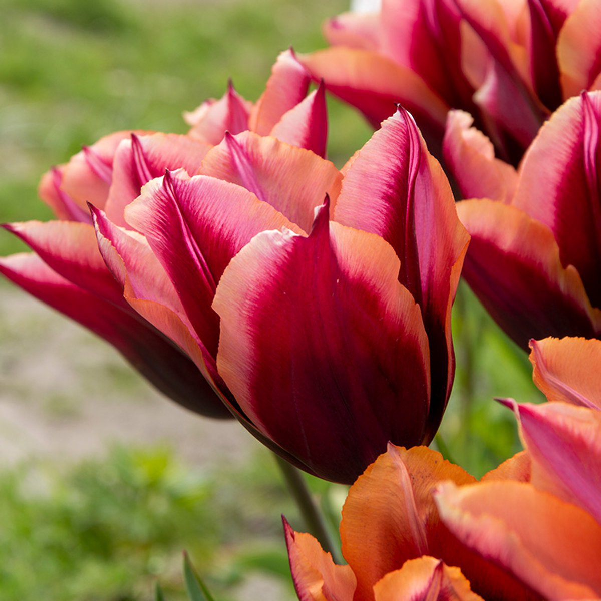 Tulp Slawa | Oranje | Paars | Tulpenbollen | Snijbloem