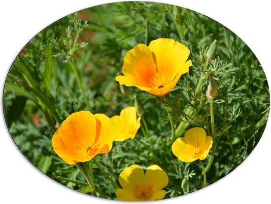 WallClassics - Dibond Ovaal - Gele Bloemen in het Gras - 108x81 cm Foto op Ovaal (Met Ophangsysteem)