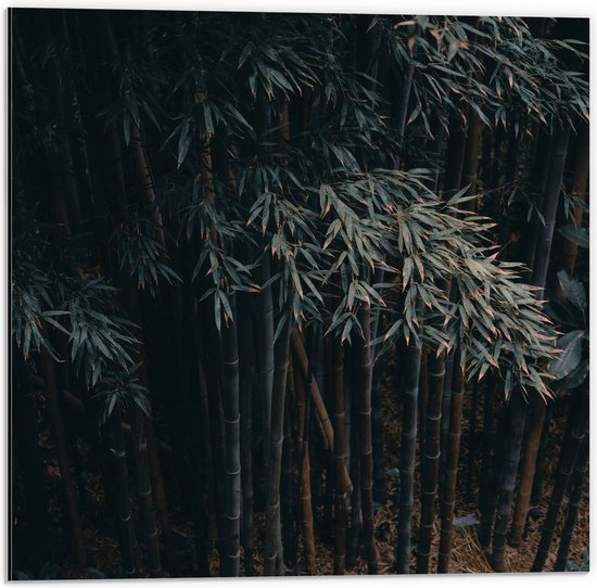 WallClassics - Dibond - Donkere Bamboe Bomen - 50x50 cm Foto op Aluminium (Met Ophangsysteem)