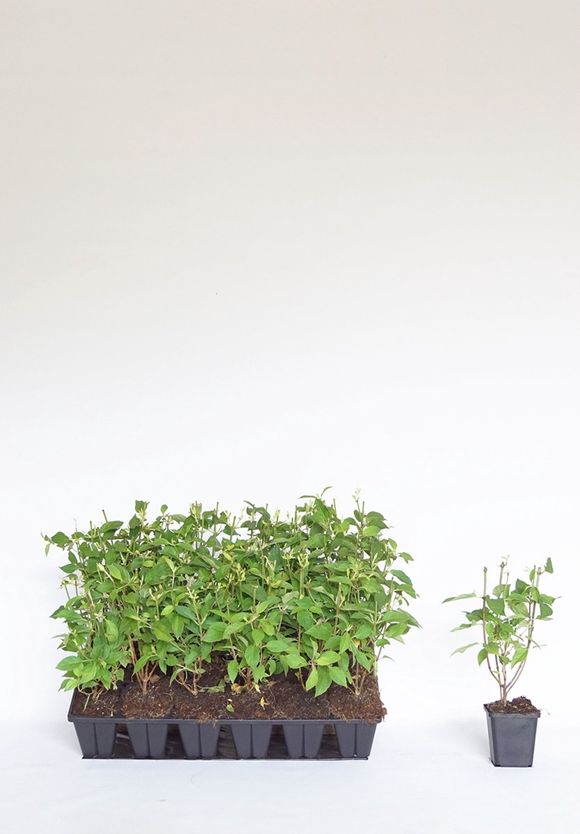 Plants Online - Tuinplanten - Pluimhortensia 'Limelight' - 0.7 liter pot --tray - set van 18 - Bloeiende plant