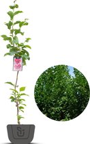 Magnoliaboom | Magnolia Genie | Spil: Hoogte : 100-120 cm