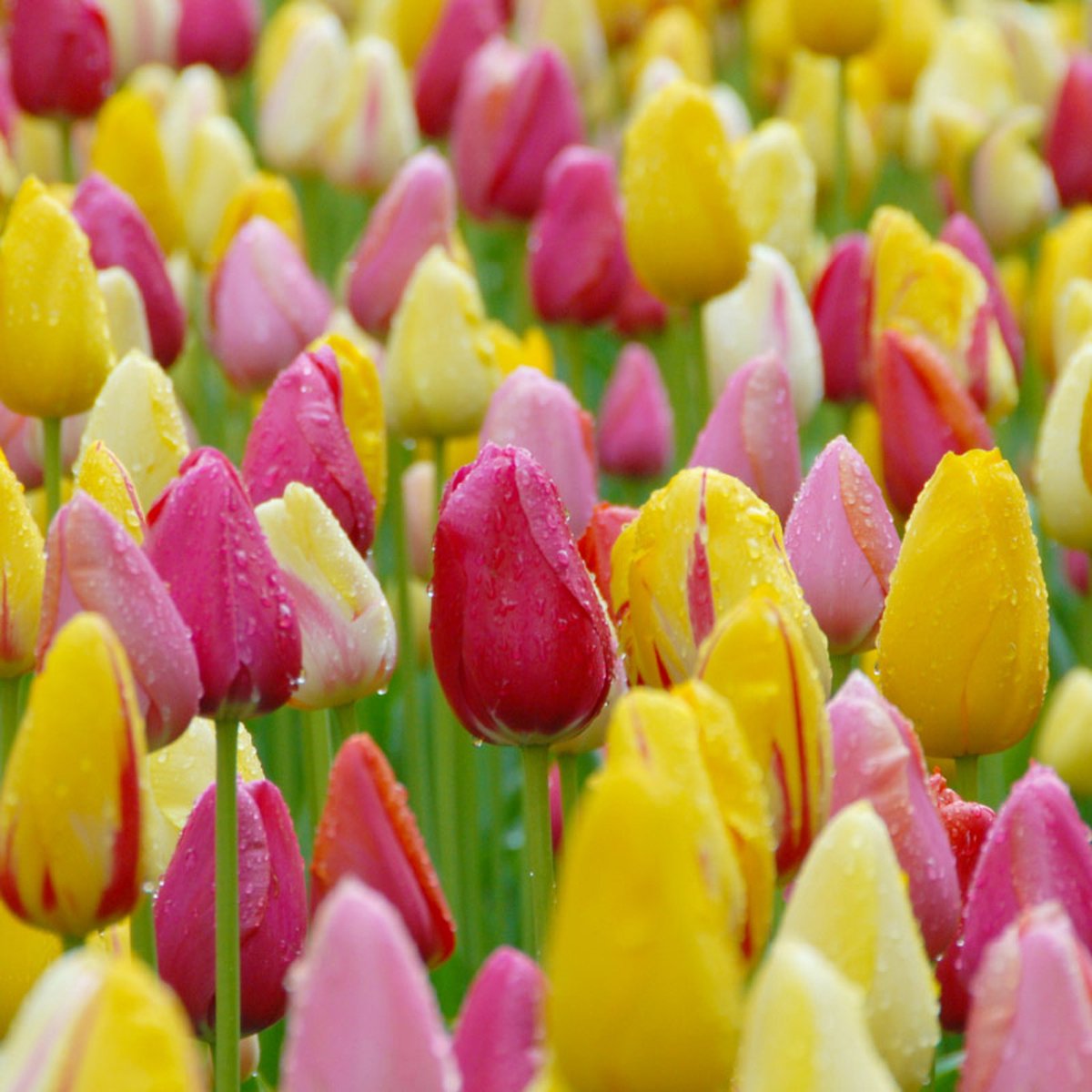 Bloembollen Mix laat bloeiende Tulpen | Enkel laat | Voordeelverpakking