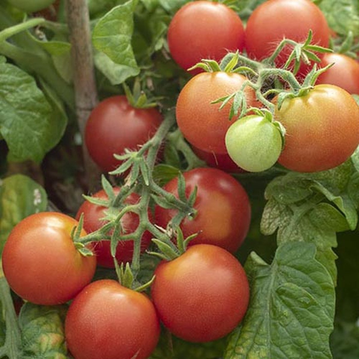 Tomaten zaden - Pottomaat Windowbox rood