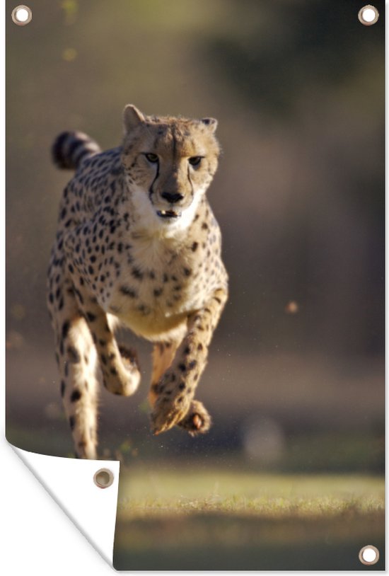 Affiche de jardin photo léopard de chasse 40x60 cm - petit - Toile de jardin / Toile d'extérieur / Peintures pour l'extérieur (décoration de jardin)