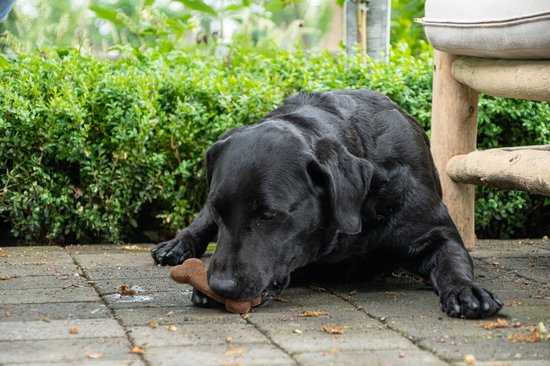 Bugbone - Hondensnack met insecteneiwit - Gezond, lekker en makkelijk verteerbaar - Reinigt het gebit - Laag in calorieën – Hypoallergeen – Graanvrij - Geschikt voor honden - Large - 6 x 45 gram
