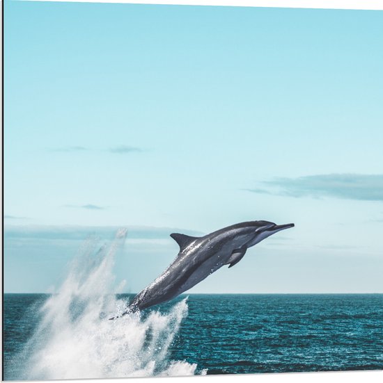 WallClassics - Dibond - Dolfijn Springend uit de Zee - 80x80 cm Foto op Aluminium (Met Ophangsysteem)