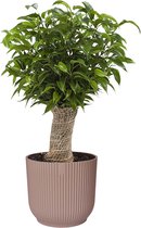 Ficus ‘Natasja’ in ELHO Vibes Fold sierpot (delicaat roze) - Kwekerij J. de Groot - Groene plant- Hoogte  30 cm