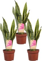 Sanseveria, vrouwentong - Set van 3 - Fachjan - Groene Plant- Hoogte  40 cm
