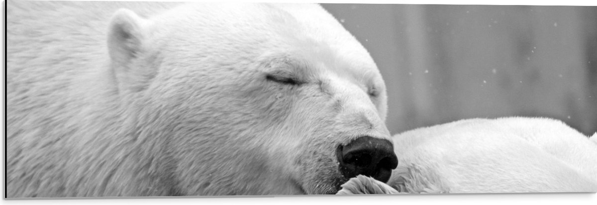 Dibond - Knuffelende Ijsbeer Zwart / Wit - 90x30 cm Foto op Aluminium (Met Ophangsysteem)