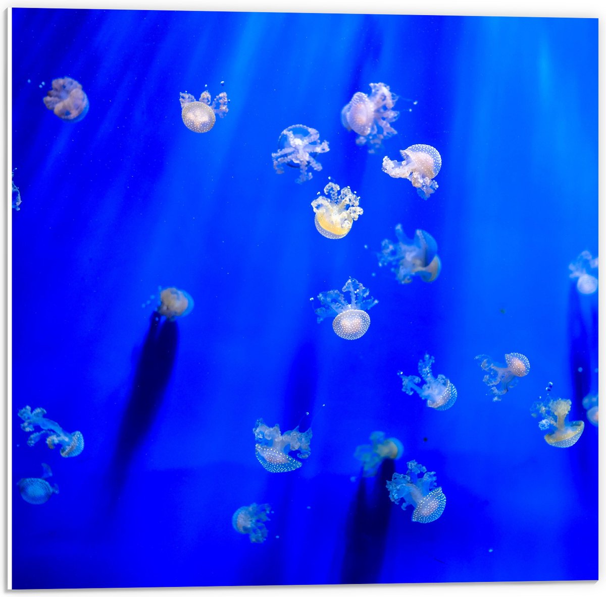 PVC Schuimplaat- Groep Mini Kwallen in het Aquarium - 50x50 cm Foto op PVC Schuimplaat