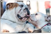 WallClassics - Tuinposter – Likkende Bulldog Honden - 90x60 cm Foto op Tuinposter (wanddecoratie voor buiten en binnen)