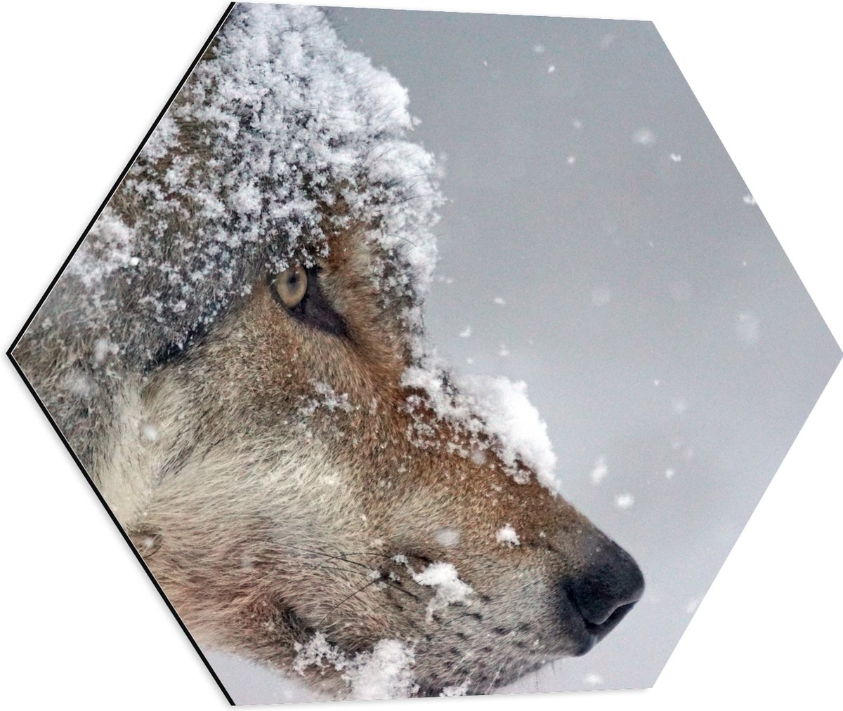Dibond Hexagon - Vlokken Sneeuw op Kop van Geconcentreerde Wolf - 60x52.2 cm Foto op Hexag
