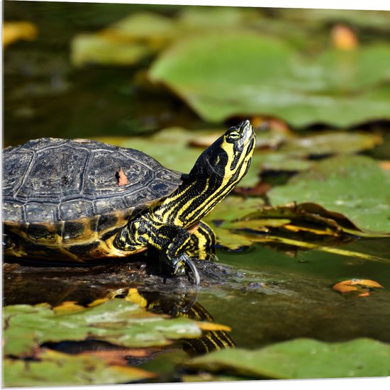 Acrylglas - Kleine Geel met Zwarte Schildpad tussen Waterplanten - 80x80 cm Foto op Acrylglas (Met Ophangsysteem)