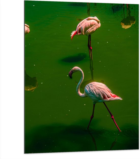 Dibond - Groepje Flamingo's Staand in Groenkleurig Water - 75x100 cm Foto op Aluminium (Met Ophangsysteem)