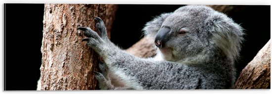 Dibond - Koala Liggend op Smalle Boomstammen tegen Zwarte Achtergrond - 60x20 cm Foto op Aluminium (Met Ophangsysteem)