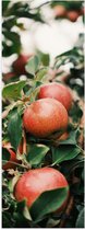 WallClassics - Poster (mat) - Pommes dans l'arbre - 50 x 150 cm Photo sur papier poster avec un aspect mat