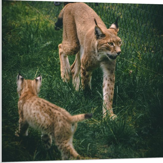 WallClassics - PVC Schuimplaat - Baby Lynx met Moeder achter Hek - 80x80 cm Foto op PVC Schuimplaat (Met Ophangsysteem)