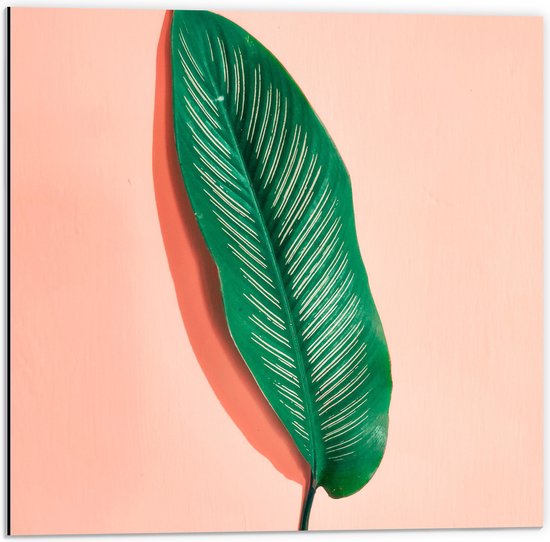 Dibond - Groen Blad met Nerven op Pasteloranje Achtergrond - 50x50 cm Foto op Aluminium (Met Ophangsysteem)