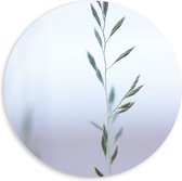 WallClassics - PVC Schuimplaat Muurcirkel - Dunne Groene Tak in Mist - 60x60 cm Foto op Muurcirkel (met ophangsysteem)