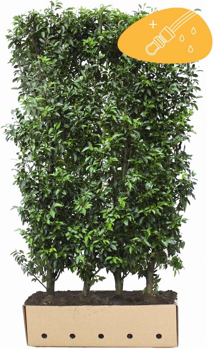 Sitemapcdatahttpsmodeinf Inetcomprix Laurier Tin 150 Cm