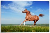 PVC Schuimplaat - Rood Arabisch Paard met Blauwe Lucht - 60x40 cm Foto op PVC Schuimplaat (Met Ophangsysteem)