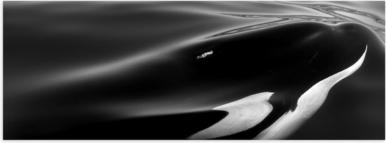 WallClassics - Poster Glanzend – Zwart met Witte Orka aan het Wateroppervlak (Zwart- wit) - 90x30 cm Foto op Posterpapier met Glanzende Afwerking